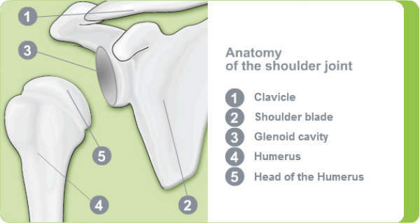 Illustration: Anatomy of the shoulder joint