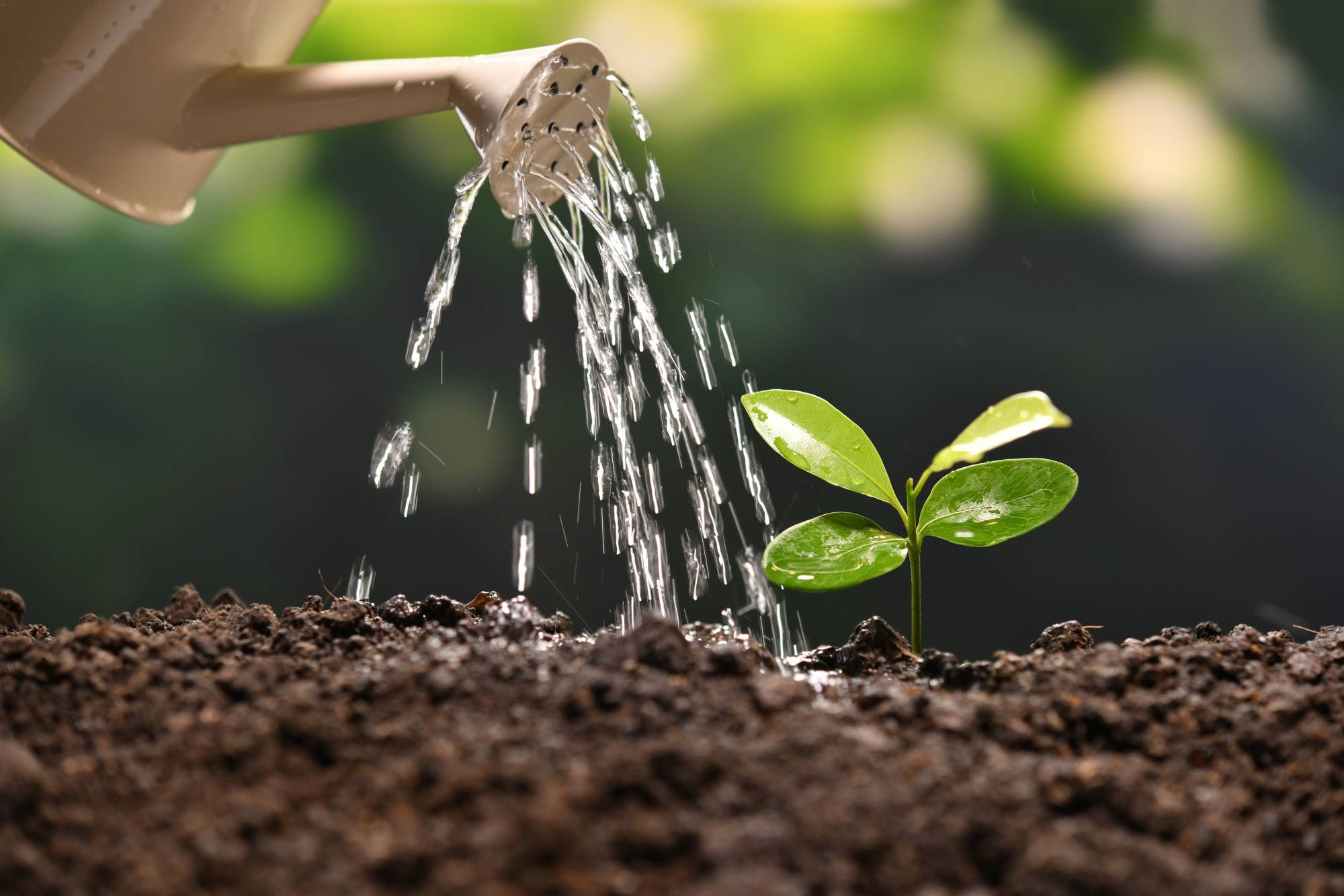 Plant watered by water can