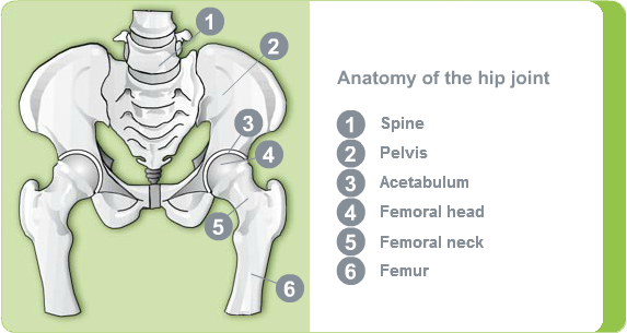 Illustration: Anatomy of the hip joint