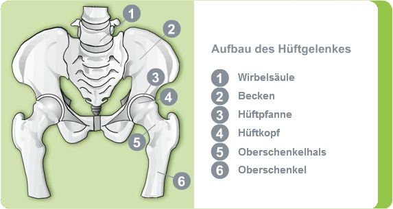 Illustration: Aufbau des Hüftgelenks