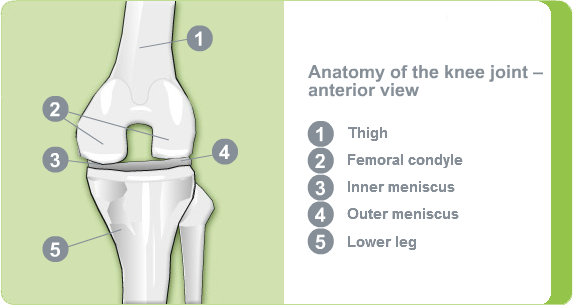 Illustration: Anatomy of the knee joint - anterior view