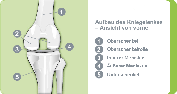 Illustration: Aufbau des Kniegelenks - Ansicht von vorne