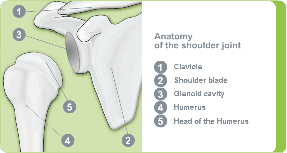 Illustration: Anatomy of the shoulder joint