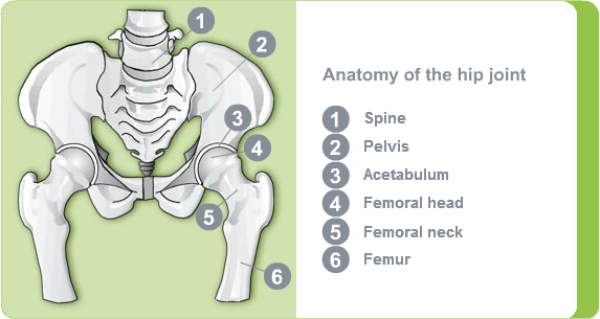 Anatomy of the hip joint