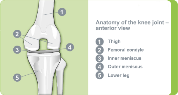 Anatomy of the knee joint