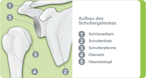 Illustration: Aufbau des Schultergelenks